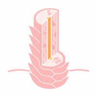Hair Diagram Icon