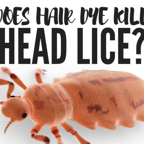 Head lice is an epidemic in the hair world, but thankfully there are ways to get rid of it...but does hair dye kill lice? Find out now... #HairTips #HairHacks #HairColor #HairFacts